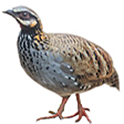 White-cheeked Hill Partridge
